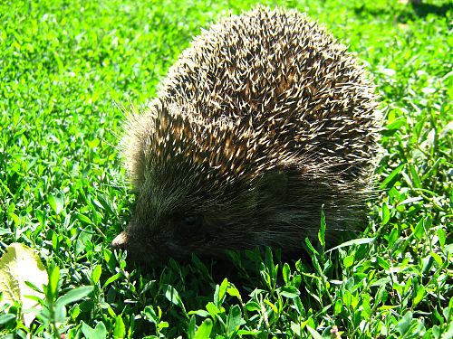 Перейти к оригиналу