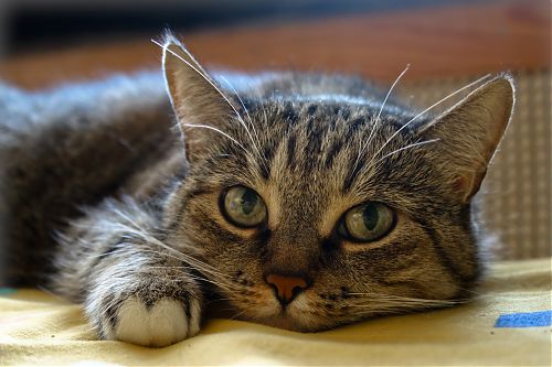 Перейти к оригиналу