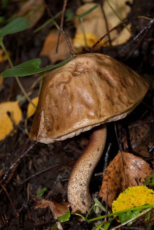 Перейти к оригиналу